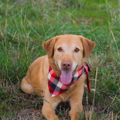 Holly Plaid Dog Bandana
