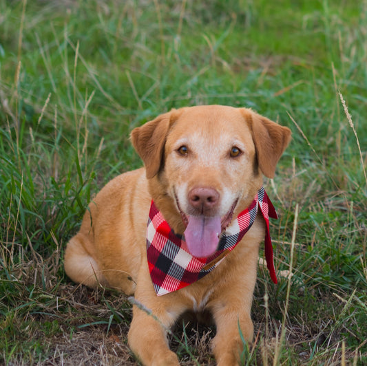 Holly Plaid Dog Bandana