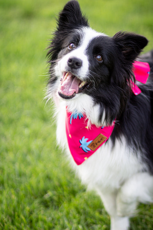 SMR VBZ Dog Bandana